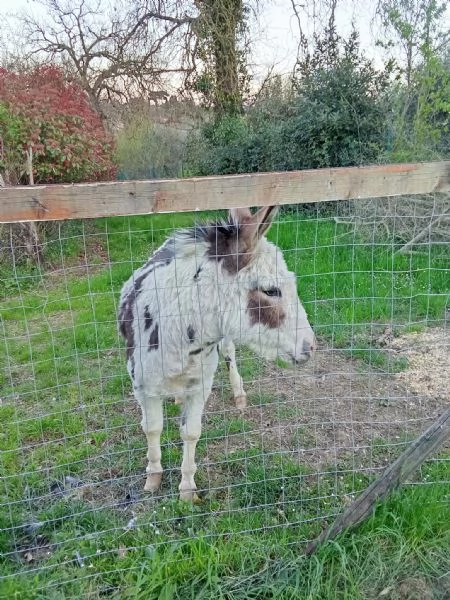 Asino di due anni | Foto 0