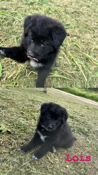 Cucciole di Pastore Tedesco con Pedigree | Foto 1