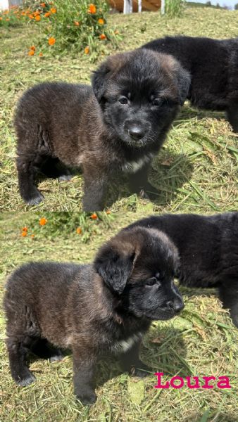 Cucciole di Pastore Tedesco con Pedigree | Foto 0