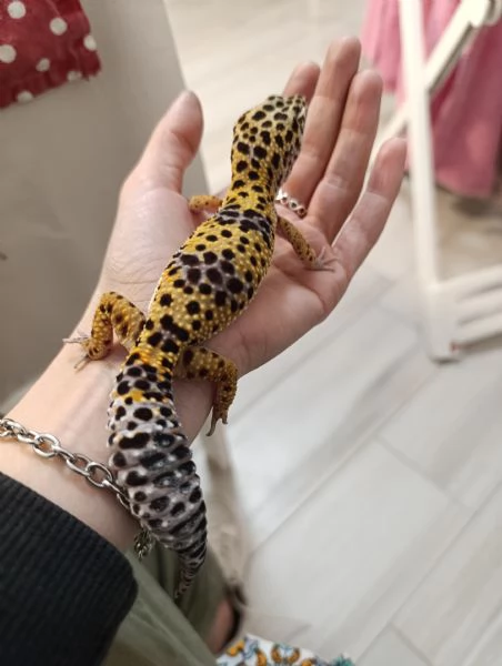 Geco Leopardino 
