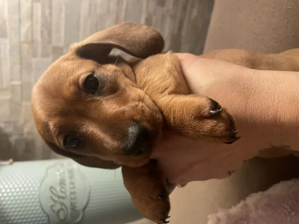 Bassotto kaninchen | Foto 6