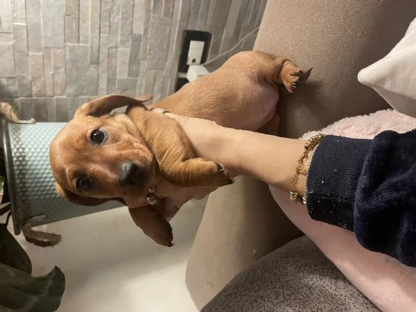 Bassotto kaninchen | Foto 5