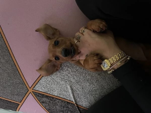 Bassotto kaninchen | Foto 4