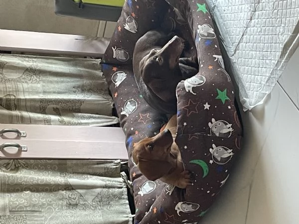 Bassotto kaninchen | Foto 3