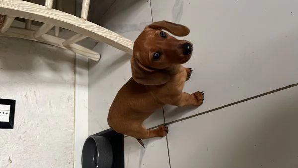 Bassotto kaninchen | Foto 2