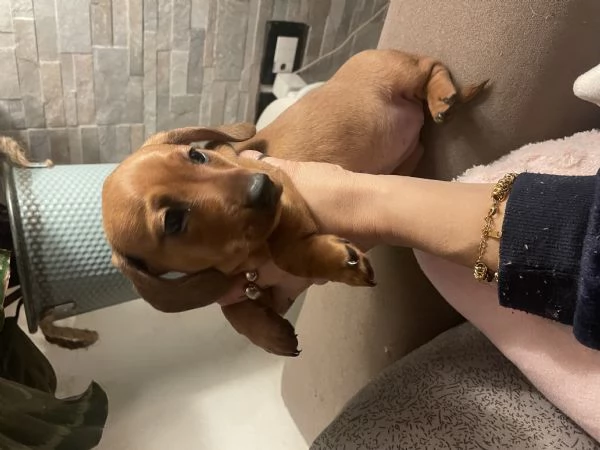 Bassotto kaninchen | Foto 1