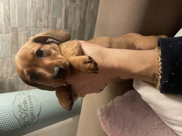 Bassotto kaninchen | Foto 0