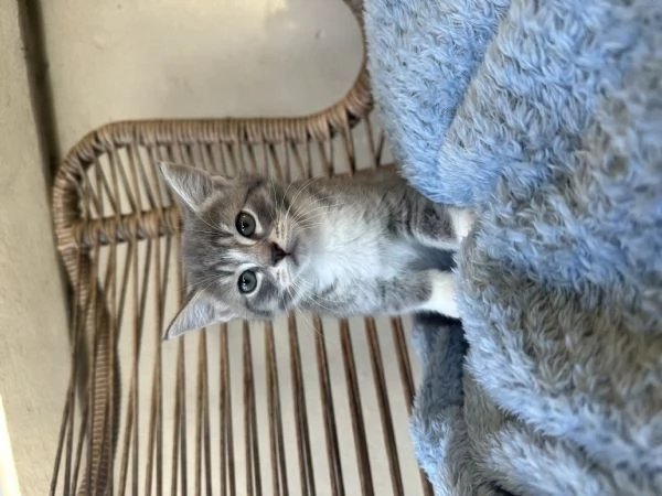 Munchkin adolescenti disponibili