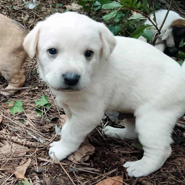 regalo 4 cuccioli femmina meticci
