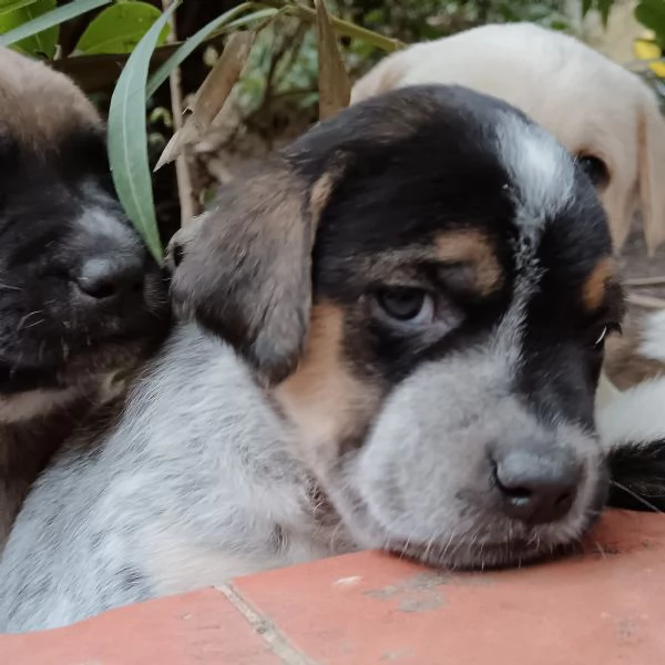 regalo 4 cuccioli femmina meticci | Foto 1