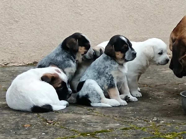 regalo 4 cuccioli femmina meticci | Foto 0