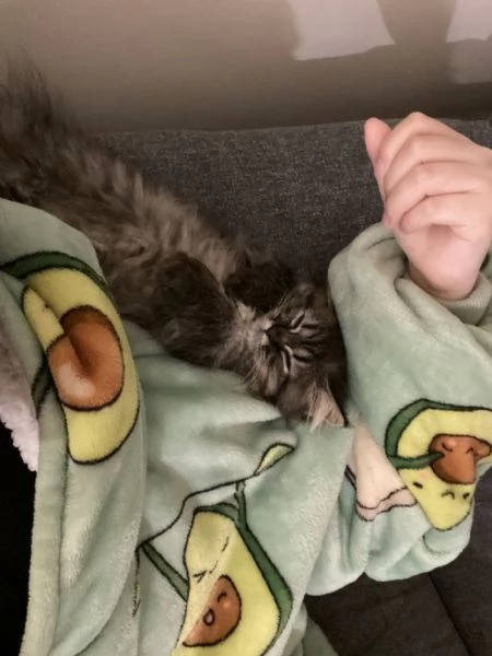 Gattini persiani pronti per la loro nuova casa.