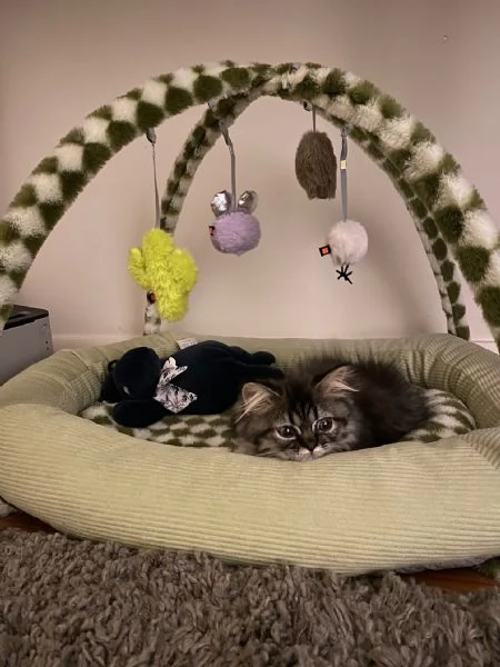 Gattini persiani pronti per la loro nuova casa. | Foto 6