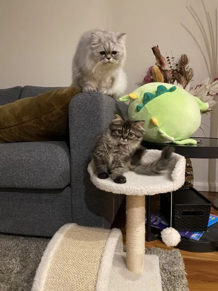 Gattini persiani pronti per la loro nuova casa. | Foto 4