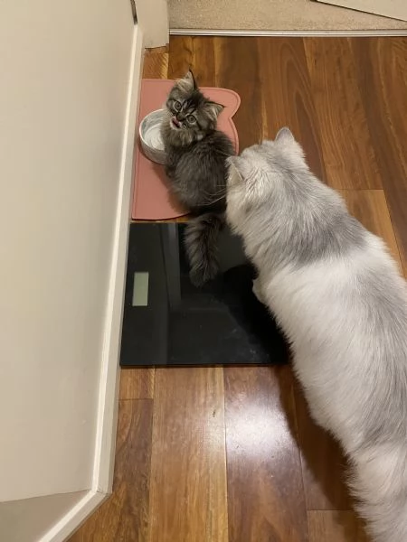 Gattini persiani pronti per la loro nuova casa. | Foto 2