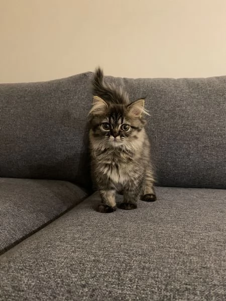 Gattini persiani pronti per la loro nuova casa. | Foto 1