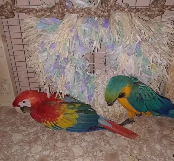 Pappagalli Ara pronti per la loro nuova casa. | Foto 2