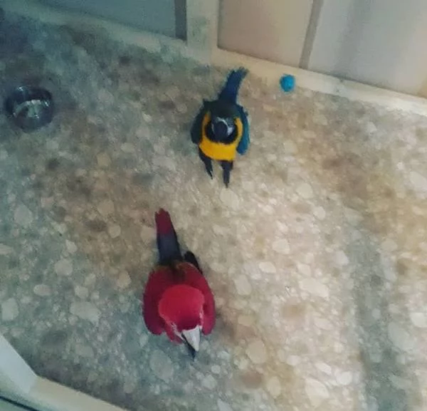 Pappagalli Ara pronti per la loro nuova casa. | Foto 1