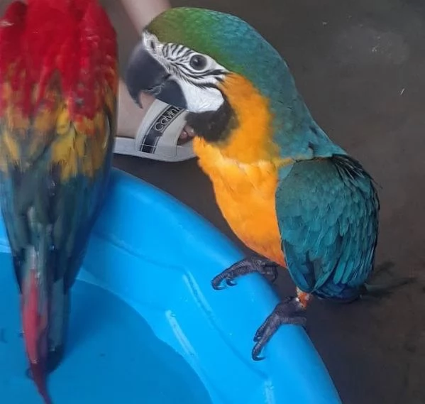 Pappagalli Ara pronti per la loro nuova casa. | Foto 0