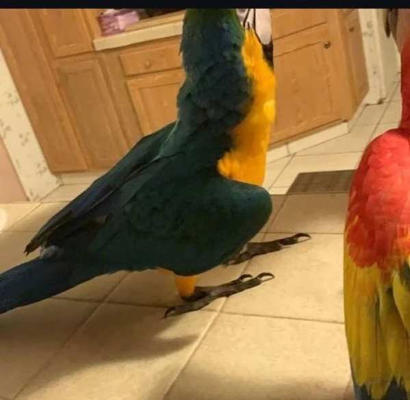 Pappagalli Ara pronti per la loro nuova casa.