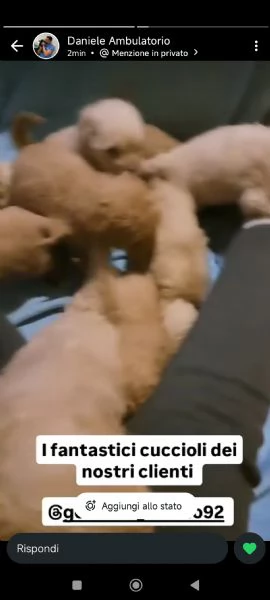 Barboncino Toy | Foto 2