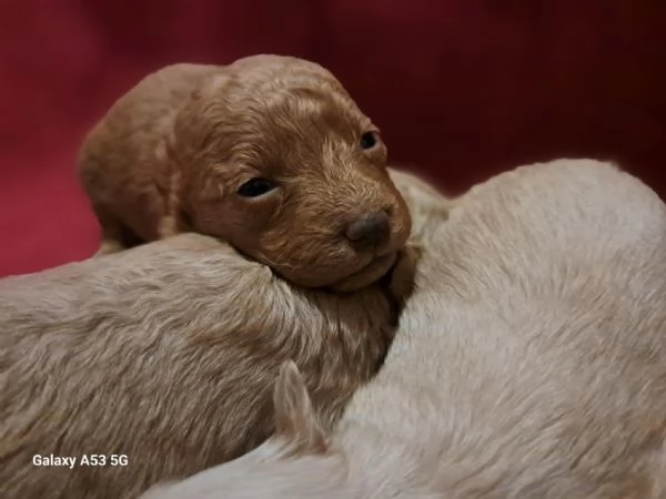 Barboncino Toy | Foto 1