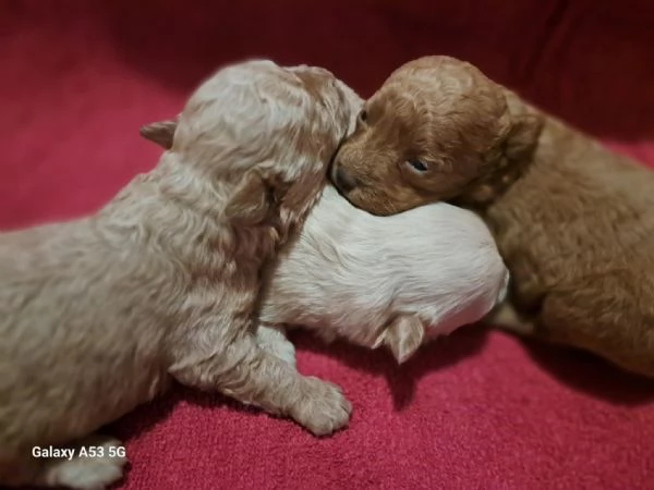 Barboncino Toy | Foto 0