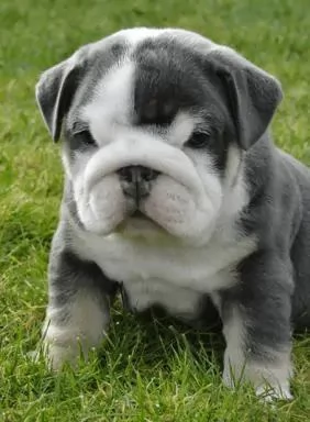 Regalo Cuccioli di Cane a Bulldog Francese Splendidi cuccioli di Bulldog Francese ad appassionati de