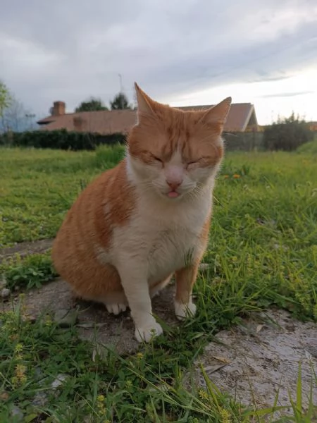 Kàos gatto maschio 2 anni | Foto 3