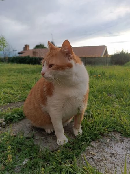 Kàos gatto maschio 2 anni | Foto 2