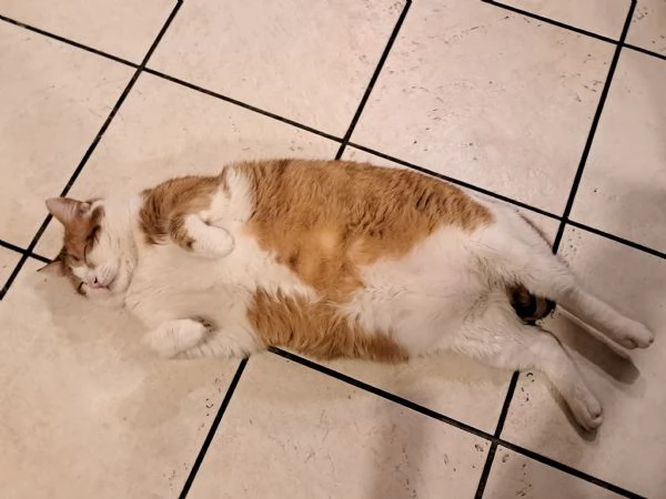 Kàos gatto maschio 2 anni | Foto 1