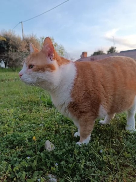 Kàos gatto maschio 2 anni | Foto 0