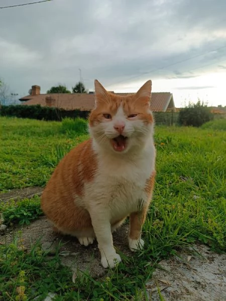 Kàos gatto maschio 2 anni