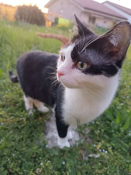 Kuzco gatto maschio 1 anno | Foto 1