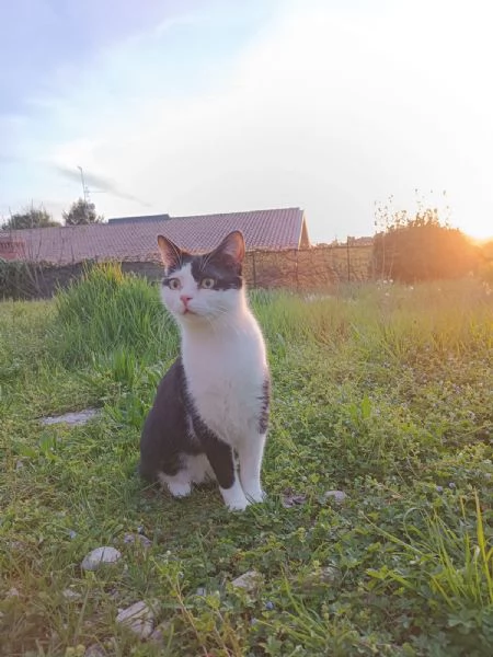 Kuzco gatto maschio 1 anno | Foto 0