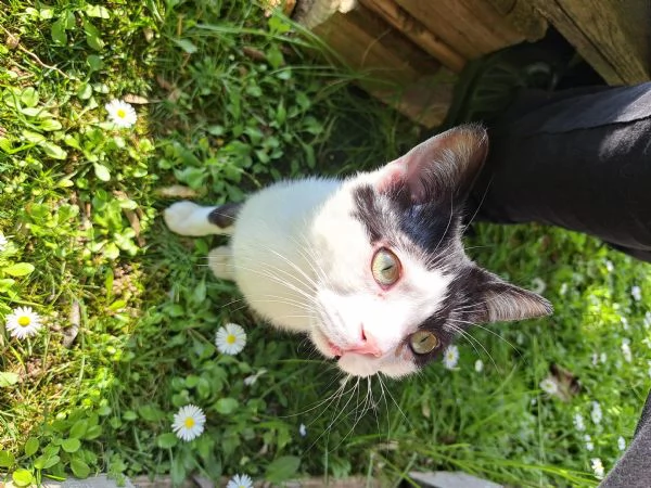 Kuzco gatto maschio 1 anno