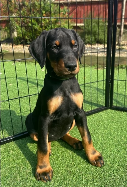 Adozione di cuccioli di Dobermann sani