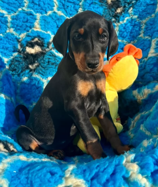 Dobermann di razza pura per l'adozione