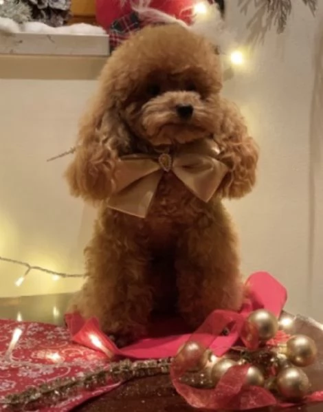 Barboncino mini toy per monta 