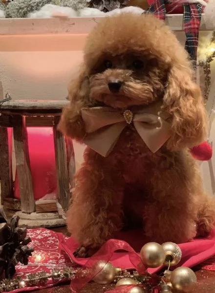 Barboncino mini toy per monta  | Foto 0