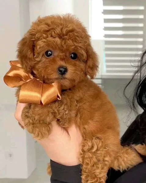 Barboncini toy nani cuccioli