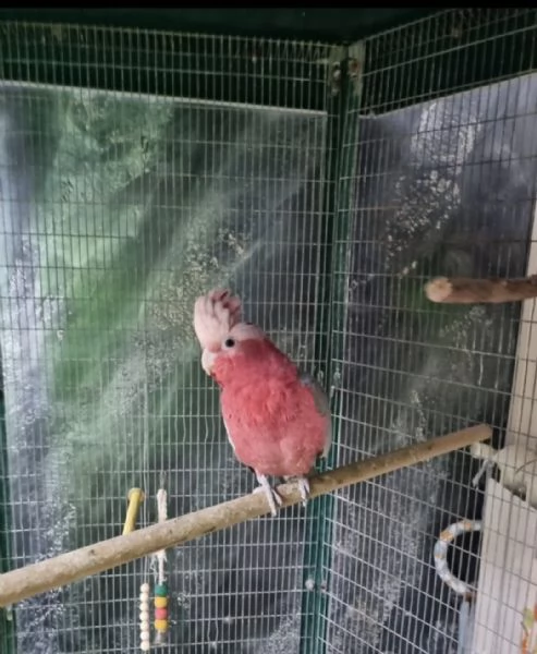 Cacatua rosa | Foto 4