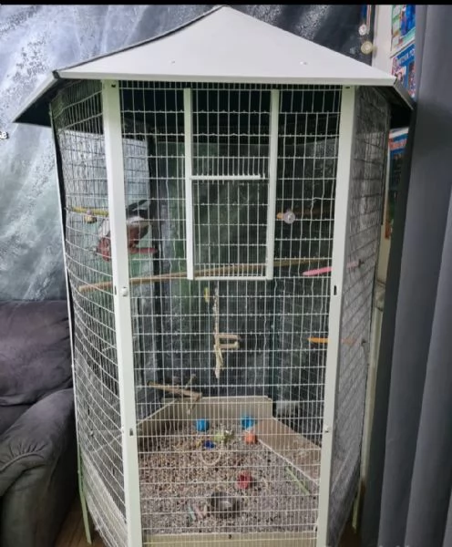 Cacatua rosa | Foto 3