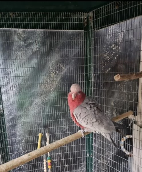 Cacatua rosa | Foto 1