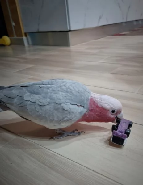 Cacatua rosa | Foto 0