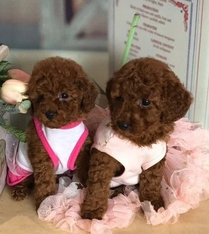 Cuccioli Barboncino Toy Red