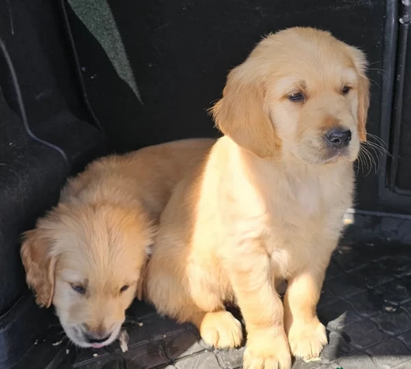 Bellissima cuccioli di Golden Retriever