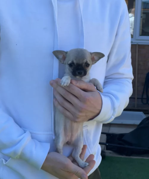 Splendidi Chihuahua Piccoli | Foto 0