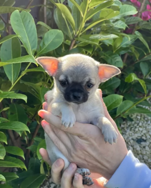 Splendidi Chihuahua Piccoli