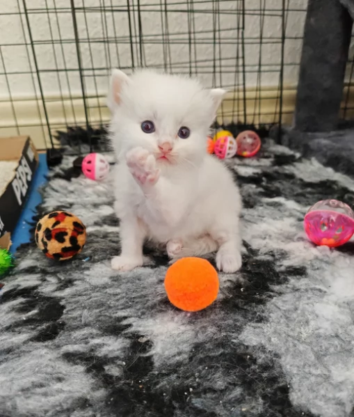 Gattini di Ragdoll in Adozione